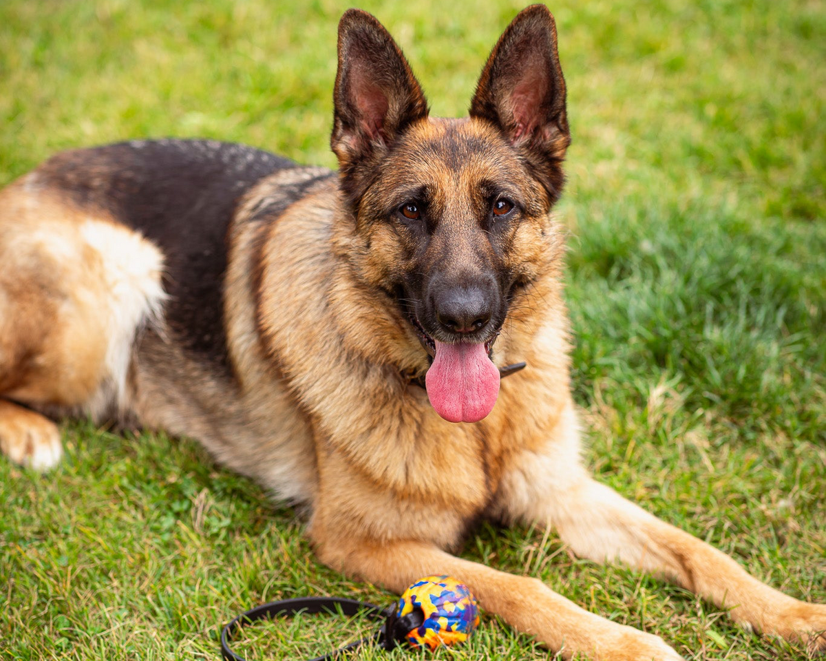 rescue German shepherd laying in grass with a tug toy