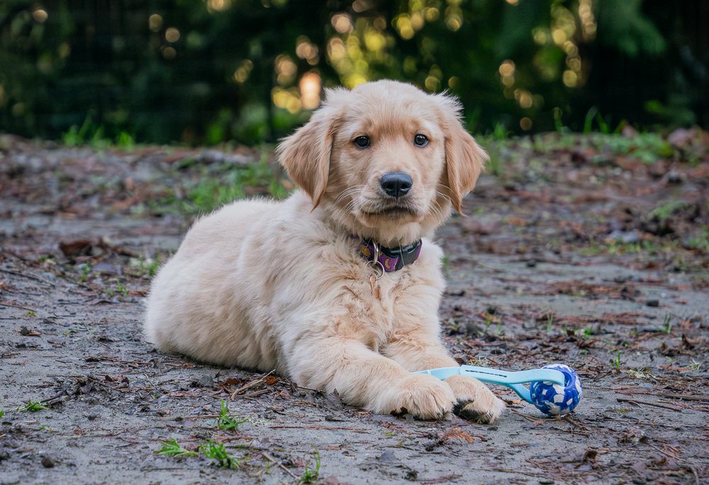 The Best Puppy Training Tips for Seattle & Eastside Dog Owners
