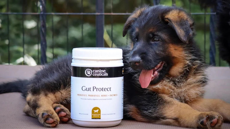 CanineCeuticals