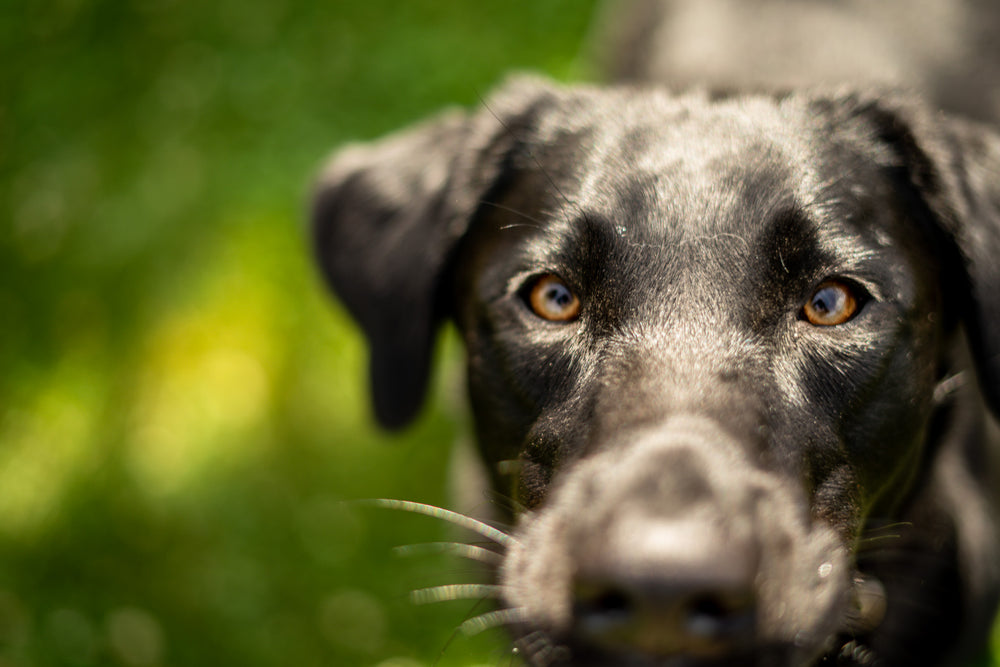 AKC Evaluation