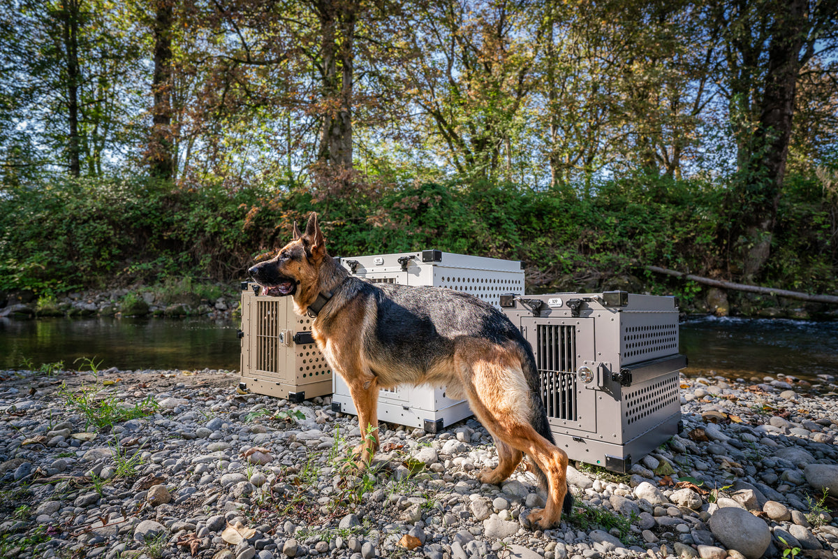 Dog training in Kirkland WA