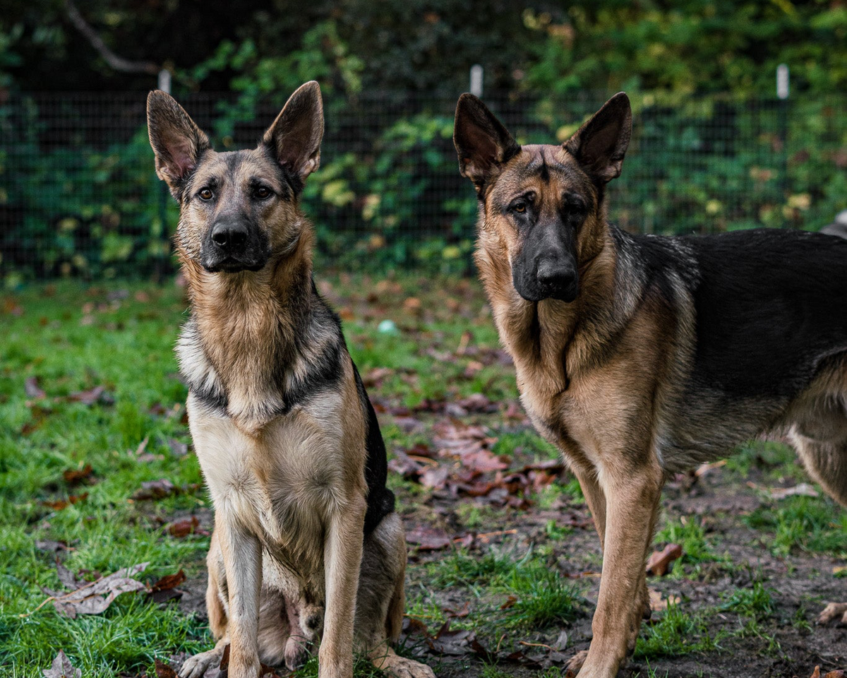 Obedience dog training for Kenmore