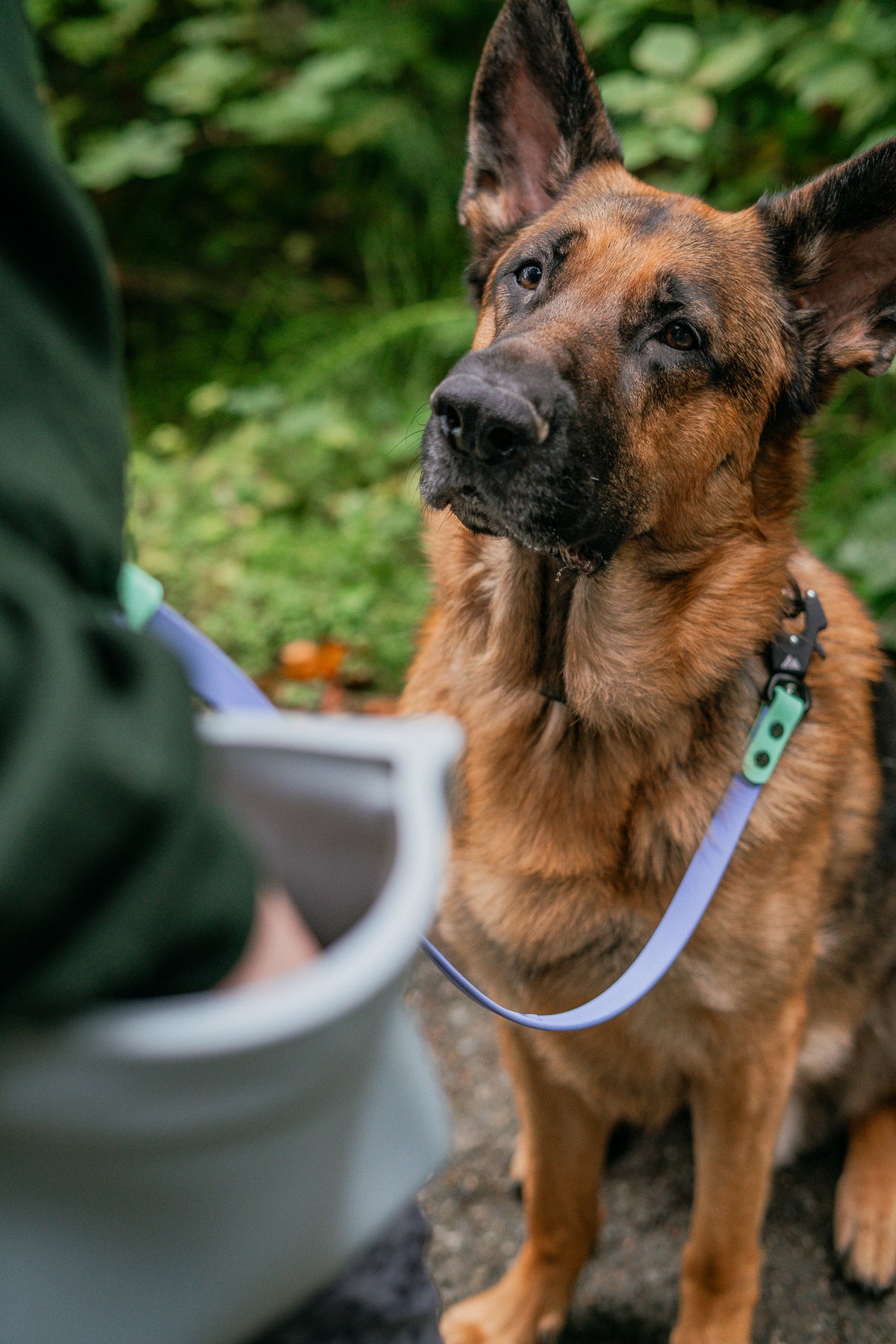 Everyday obedience training for dog owners near 