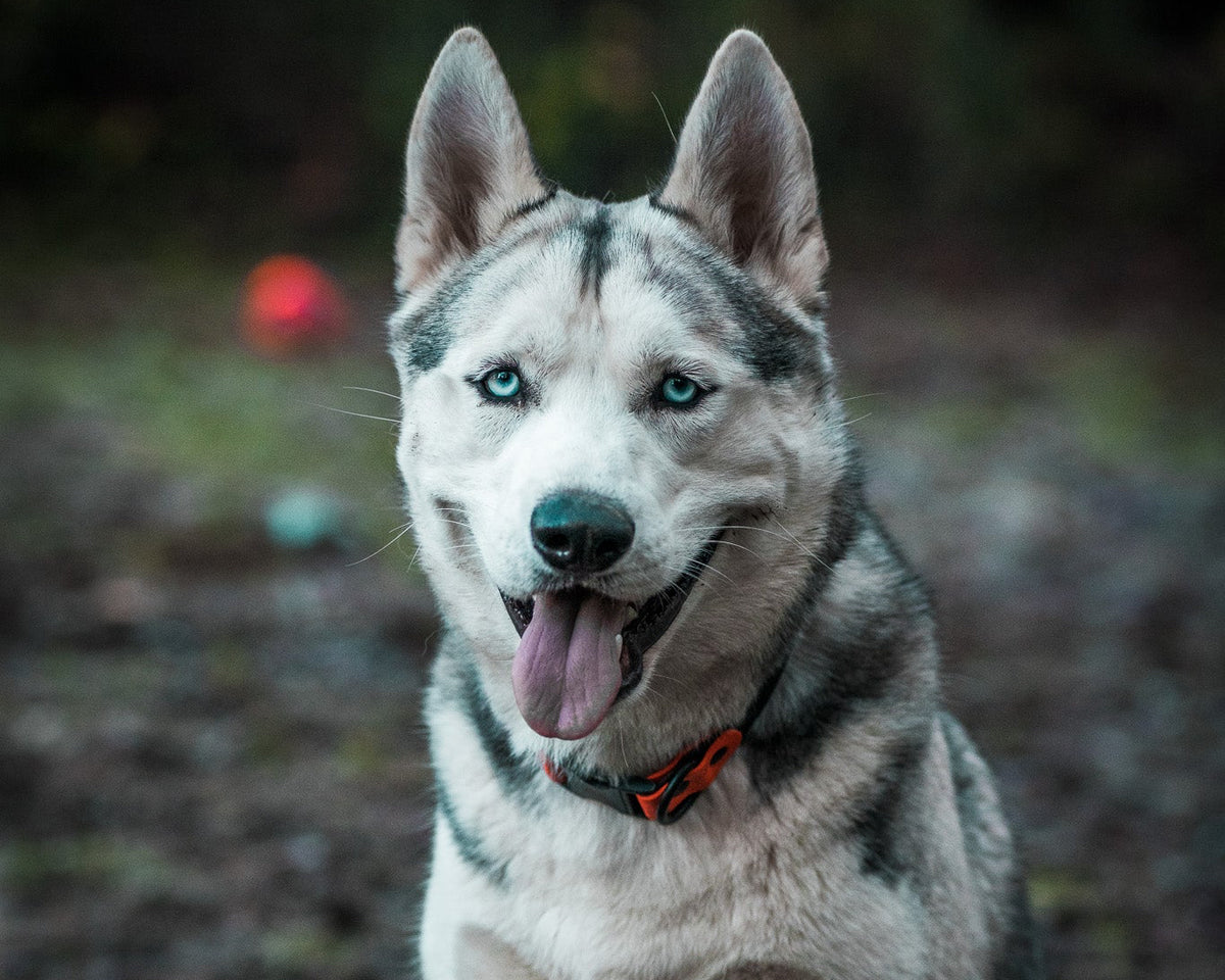 Reactive dog training for Kenmore