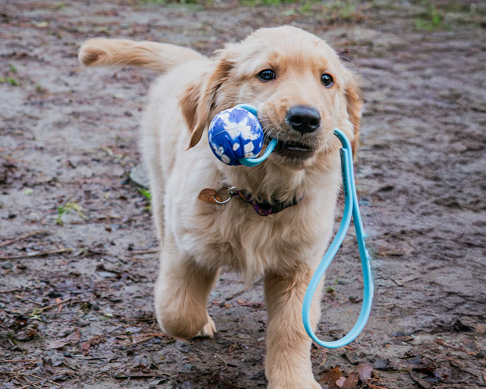 Puppy training in Bothell WA