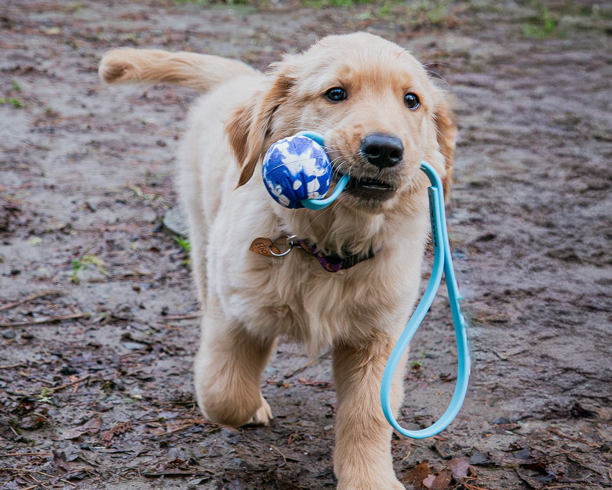 Puppy training foundations for families from 