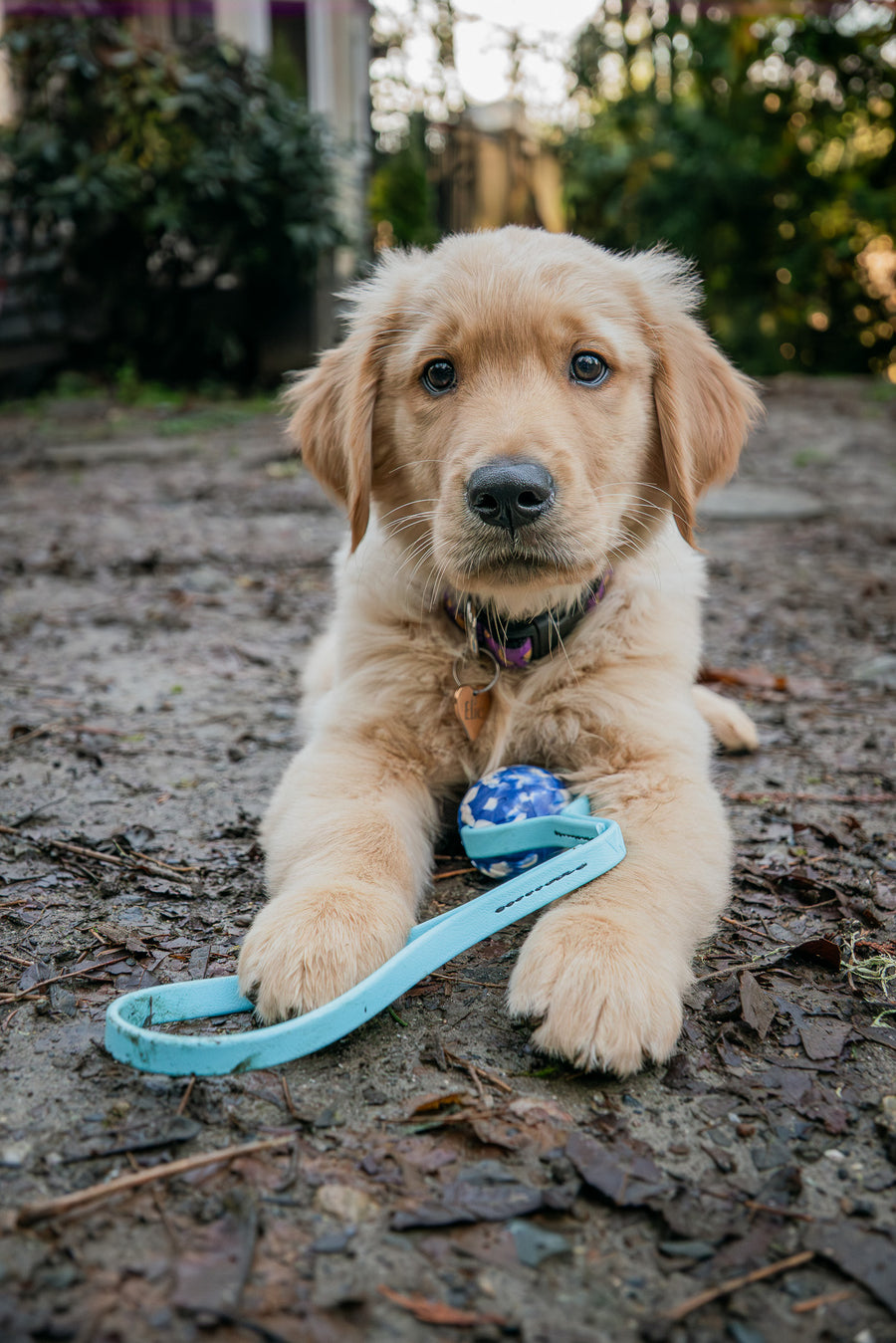 Puppy Program