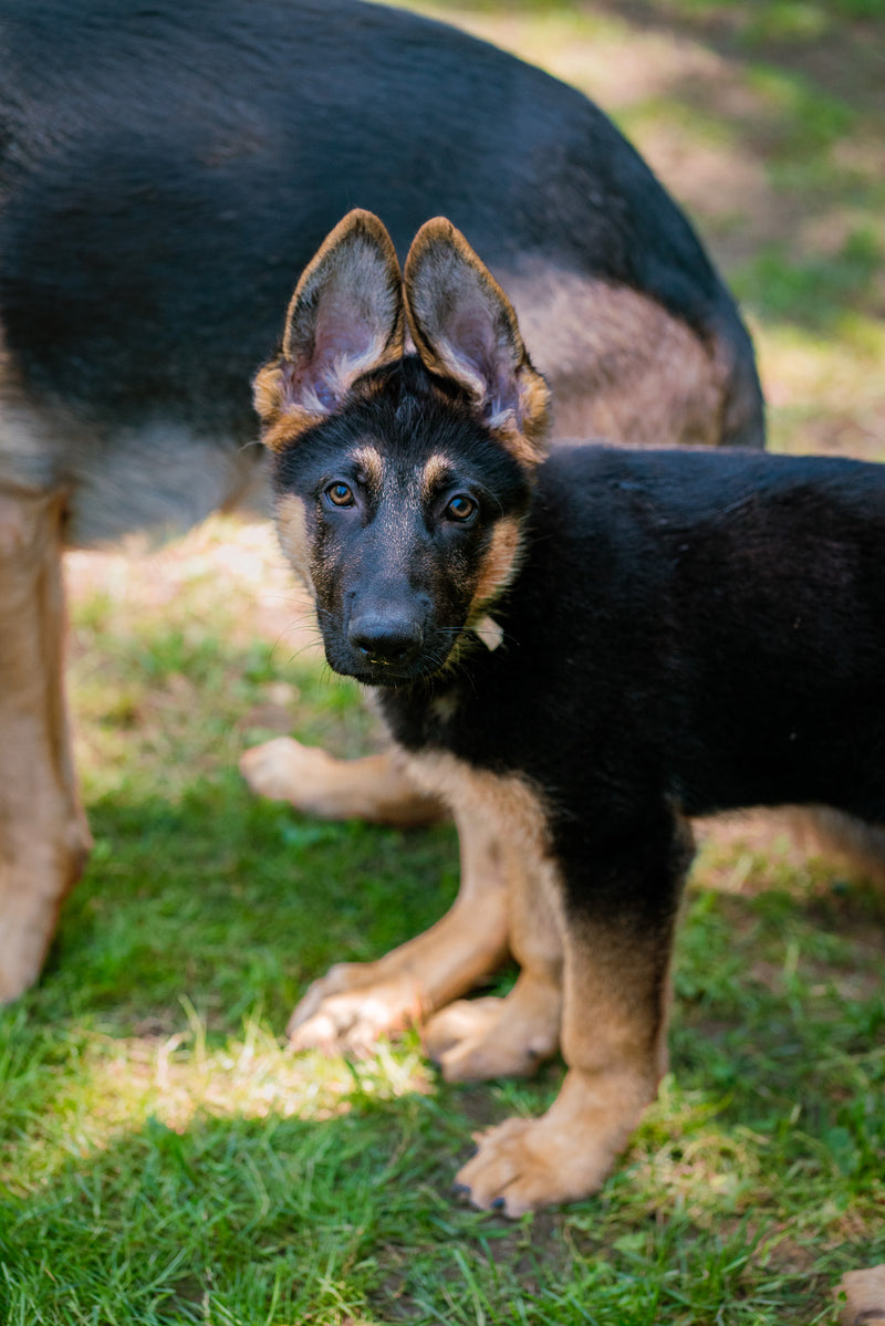Puppy Foundations Training