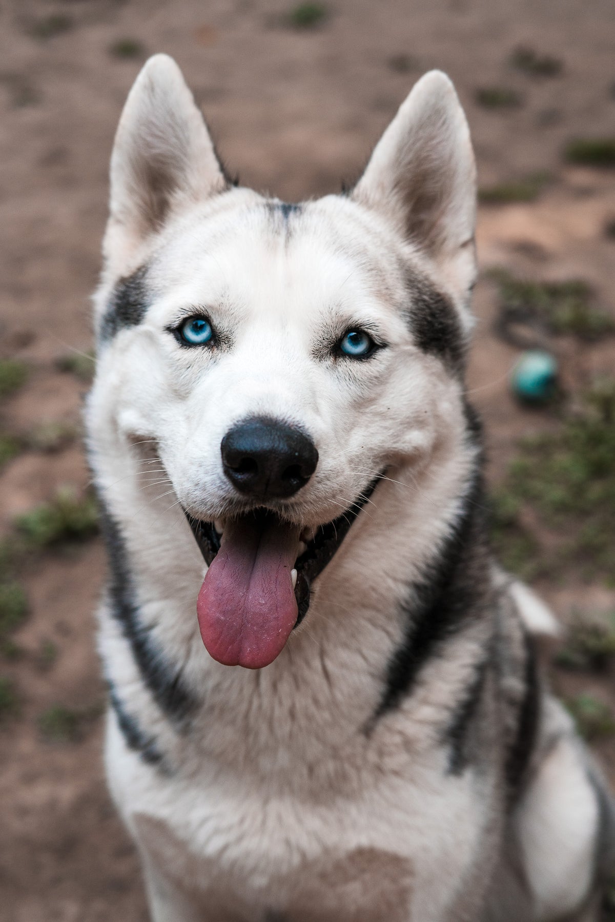 Reactive dog training and behavior modification serving 