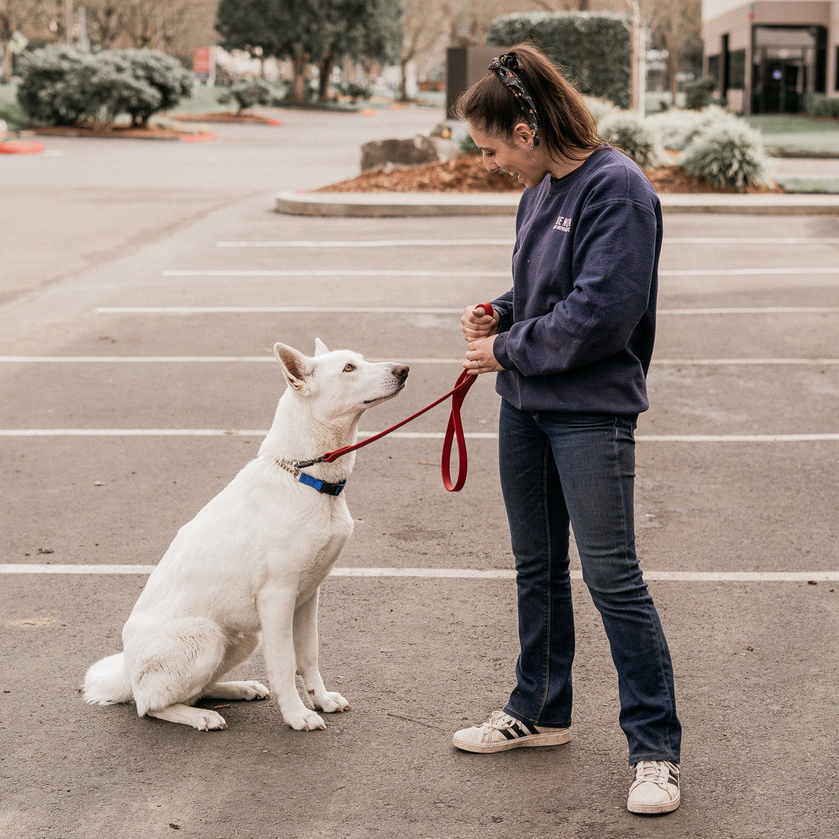 Dog training support for dog owners in 