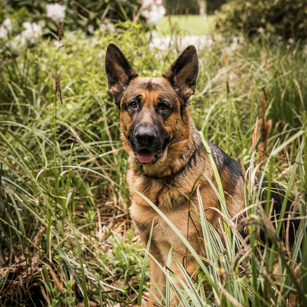 Dog training for dog owners in Kenmore