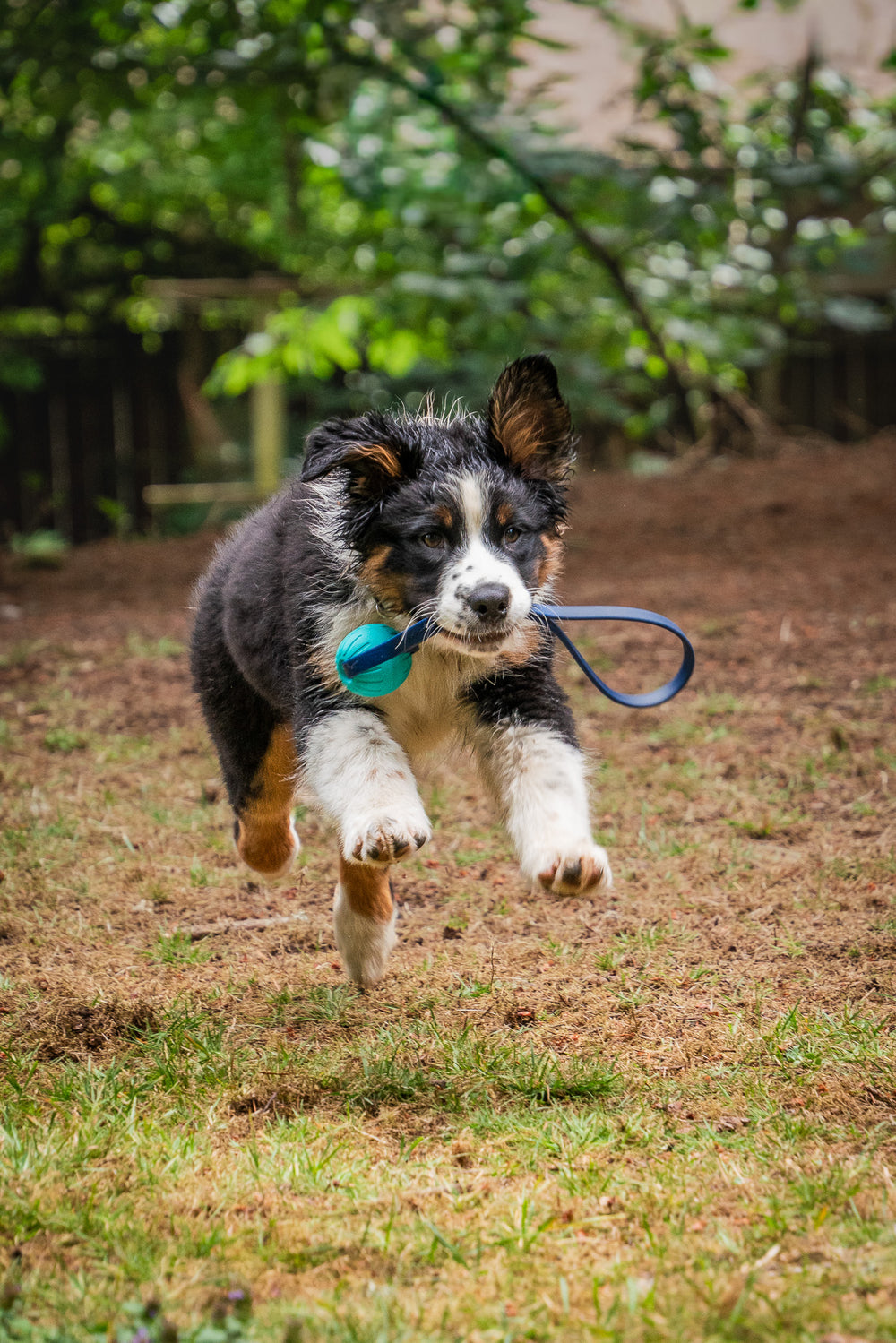 Puppy Program