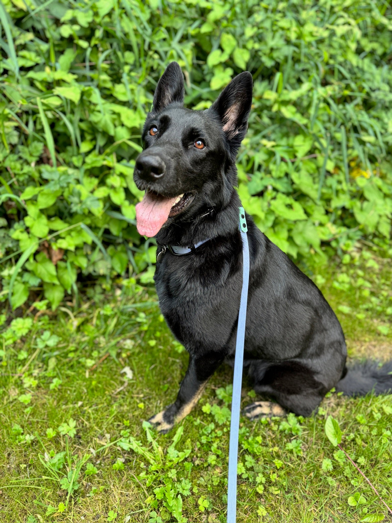 Client training with Bolder Dog Training