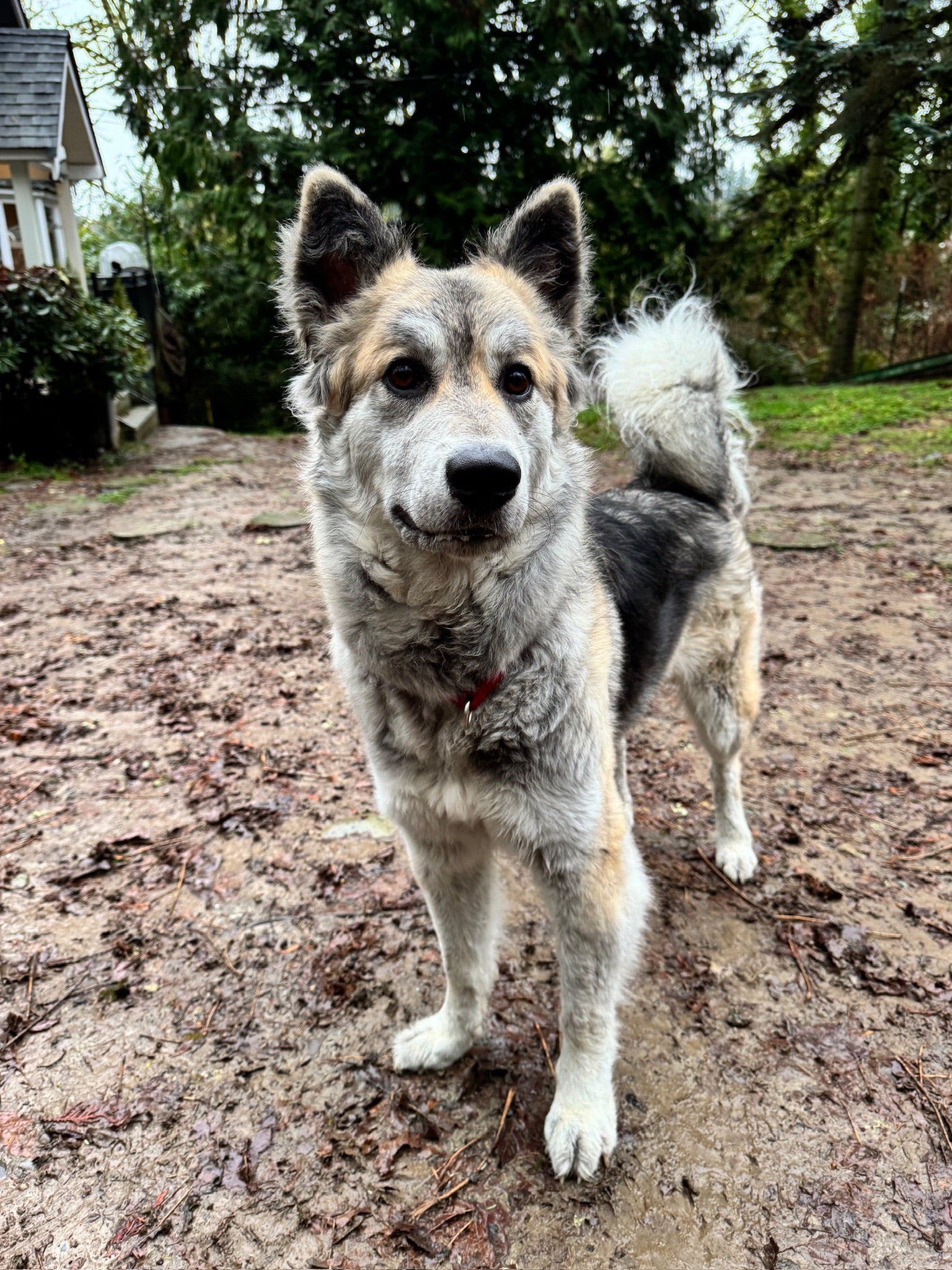 Client training with Bolder Dog Training