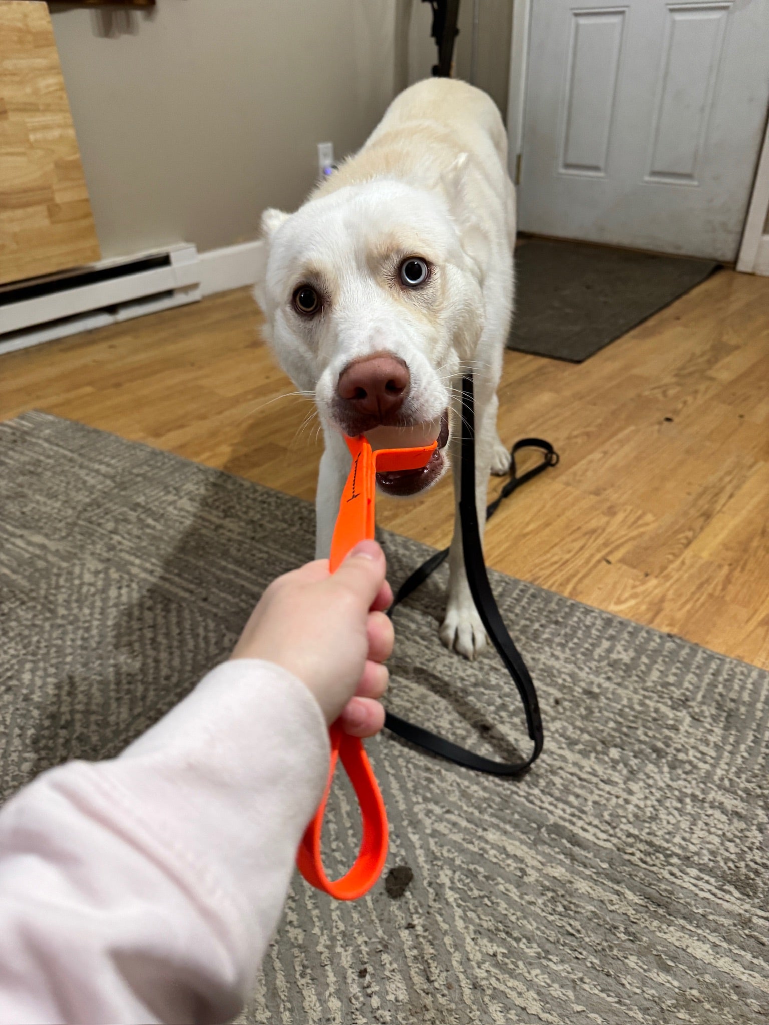 Client training with Bolder Dog Training