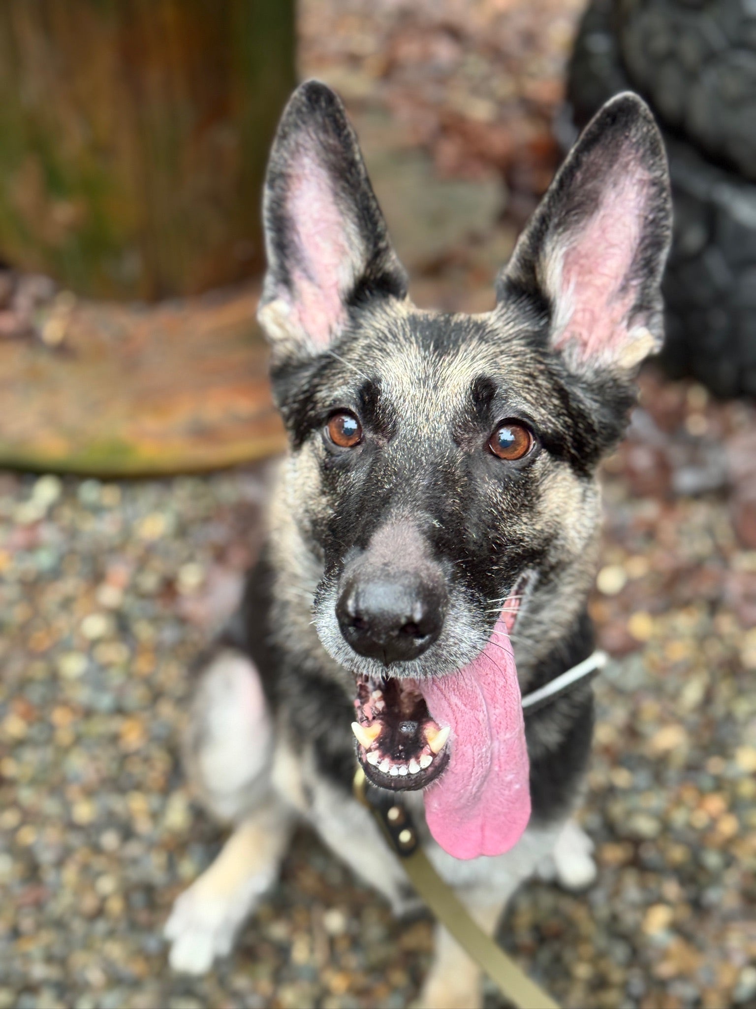 Client training with Bolder Dog Training