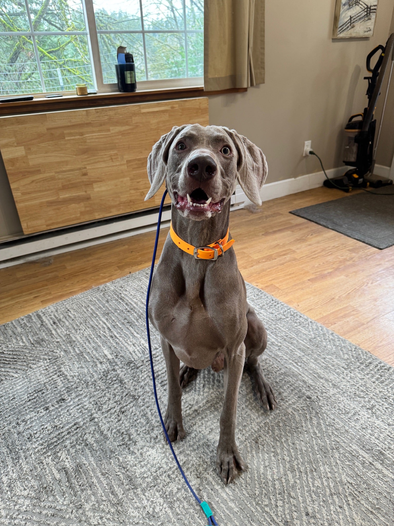 Client training with Bolder Dog Training