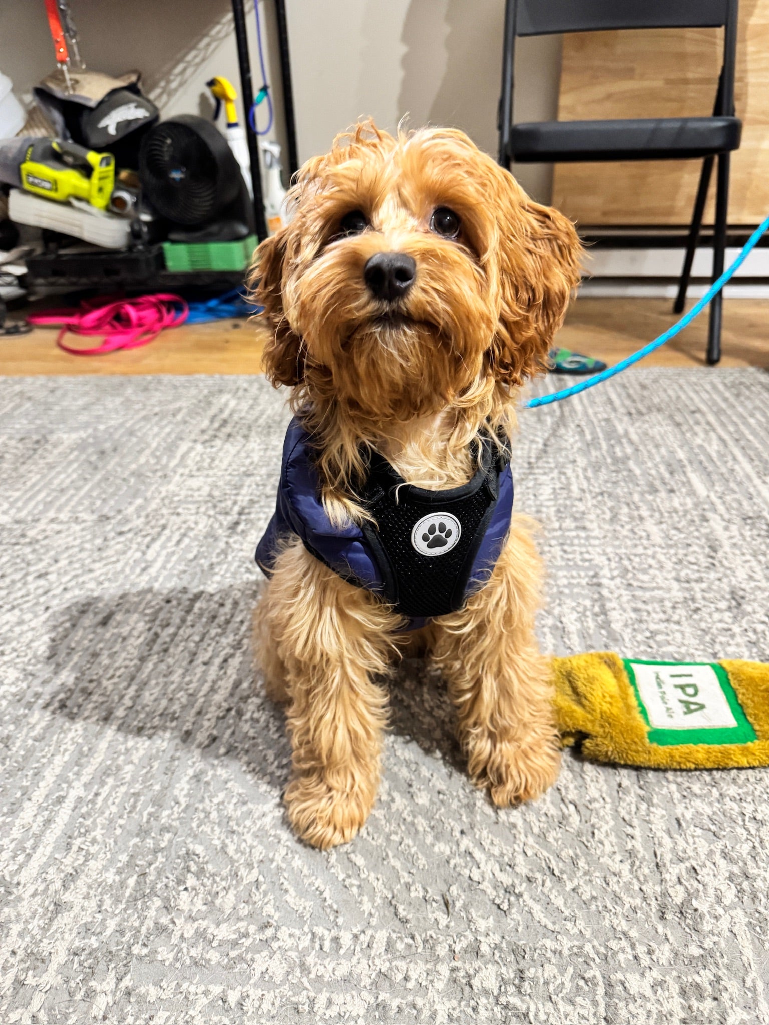 Client training with Bolder Dog Training