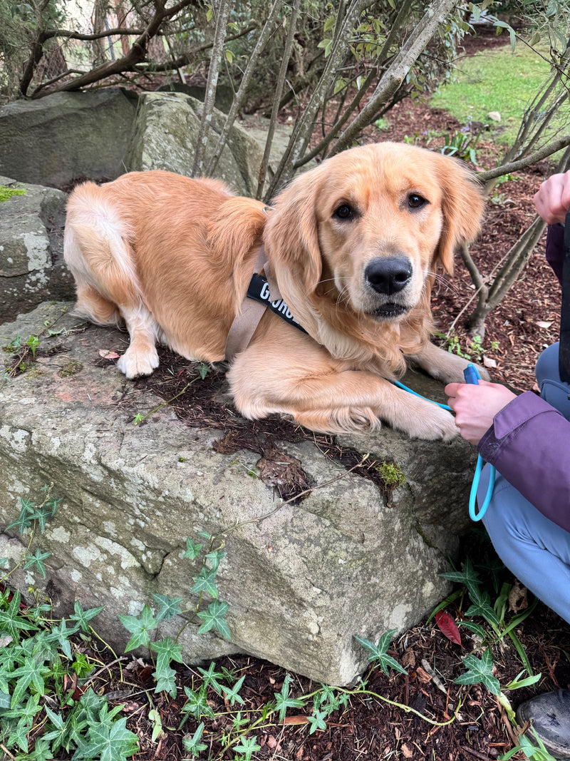 Everyday Obedience Training