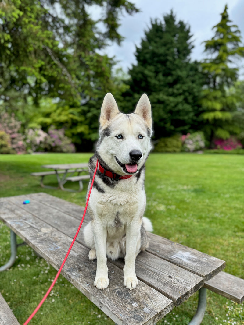 Behavior Modification Training