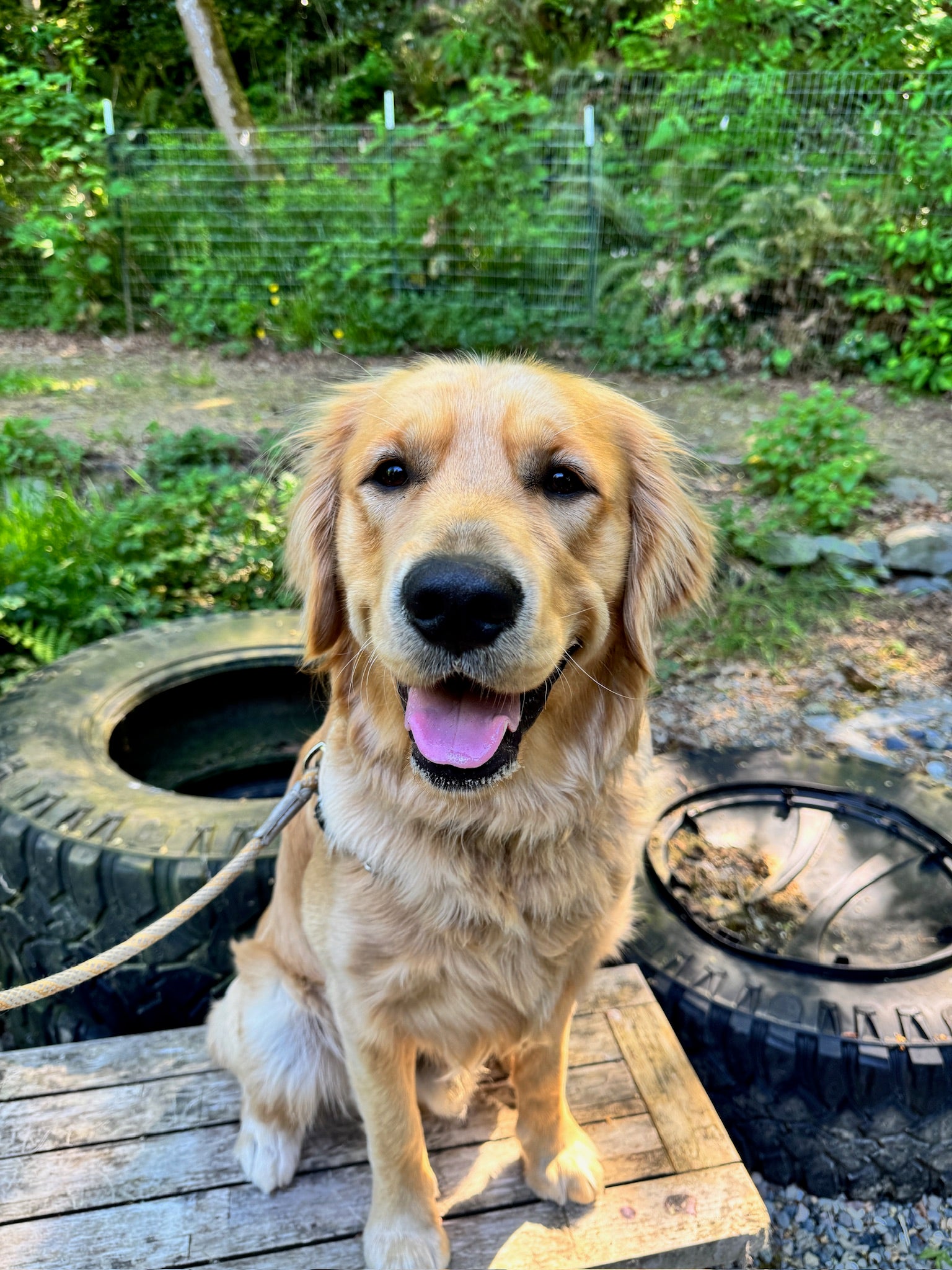 Client training with Bolder Dog Training