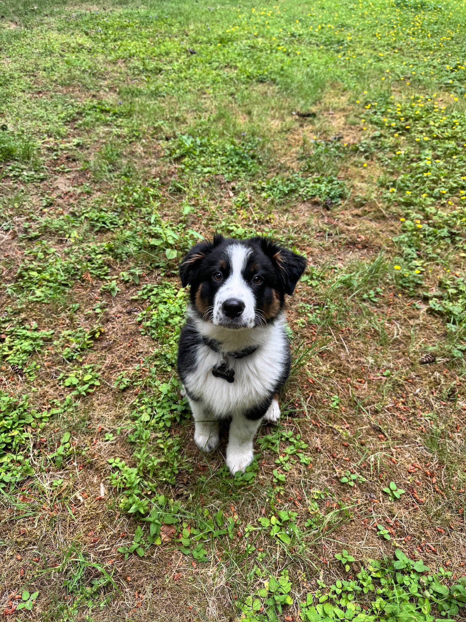 Client training with Bolder Dog Training